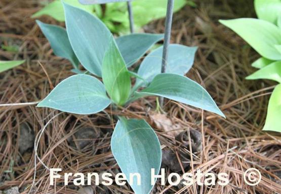 Hosta Kiwi Blue Marble